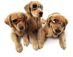 Stylish Dog Goggles for Sunny Adventures