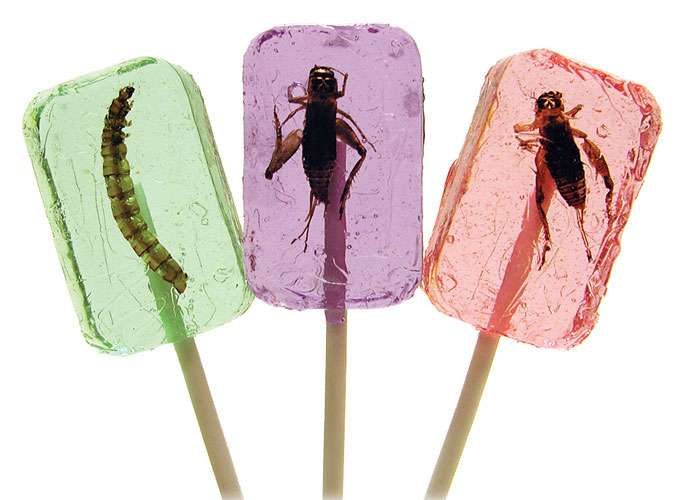 Discover the World of Edible Insects
