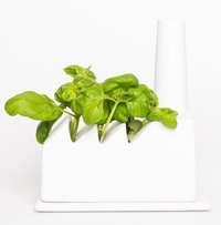 Grow Your Own Kitchen Herbs
