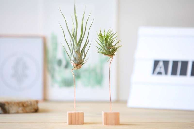 Charming Air Plants for Home