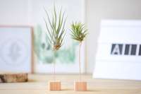 Charming Air Plants for Home